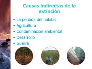 Causas indirectas de la extinción La pérdida del hábitat Agricultura Contaminación ambiental Desarrollo Guerra 