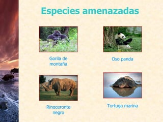 Especies amenazadas Gorila de montaña Rinoceronte negro Oso panda Tortuga marina 