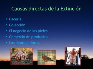 Causas directas de la Extinción
• Cacería.
• Colección.
• El negocio de las pieles.
• Comercio de productos.
• Los depredadores.