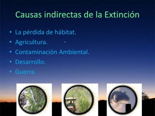 Causas indirectas de la Extinción
• La pérdida de hábitat.
• Agricultura.
• Contaminación Ambiental.
• Desarrollo.
• Guerra.