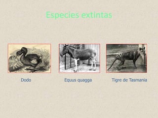 Especies extintas
Dodo Equus quagga Tigre de Tasmania