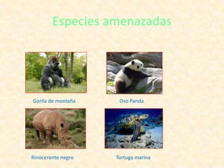 Especies amenazadas
Gorila de montaña Oso Panda
Rinoceronte negro Tortuga marina