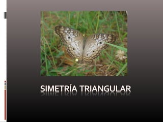 Naturaleza  geometría  diseño