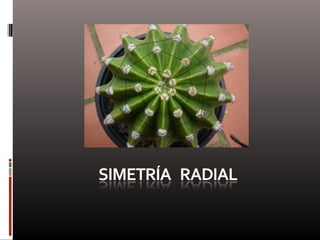 Naturaleza  geometría  diseño