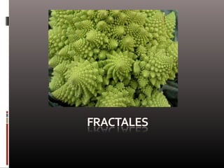 Naturaleza  geometría  diseño