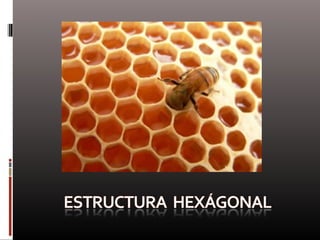 Naturaleza  geometría  diseño
