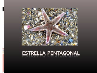 Naturaleza  geometría  diseño
