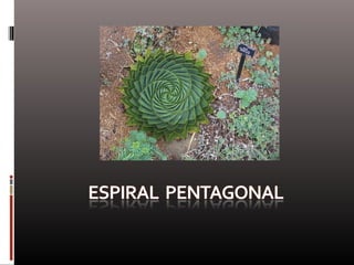 Naturaleza  geometría  diseño