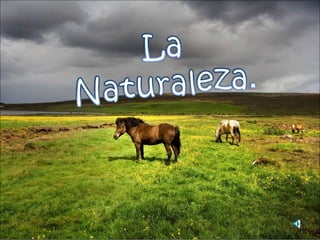 Naturaleza (laura)