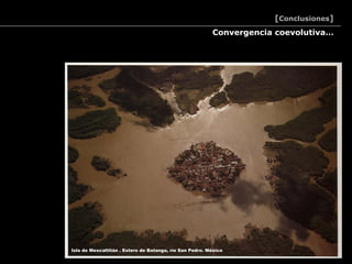 [Conclusiones]
                                                         Convergencia coevolutiva…




Isla de Mexcaltitán . Estero de Batanga, río San Pedro. México
 