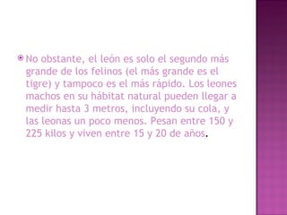 No obstante, el león es solo el segundo más grande de los felinos (el más grande es el tigre) y tampoco es el más rápido. Los leones machos en su hábitat natural pueden llegar a medir hasta 3 metros, incluyendo su cola, y las leonas un poco menos. Pesan entre 150 y 225 kilos y viven entre 15 y 20 de años .  