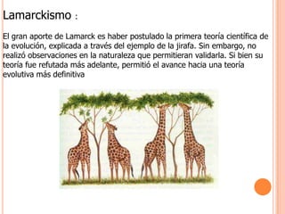 Lamarckismo :El gran aporte de Lamarck es haber postulado la primera teoría científica de la evolución, explicada a través del ejemplo de la jirafa. Sin embargo, no realizó observaciones en la naturaleza que permitieran validarla. Si bien su teoría fue refutada más adelante, permitió el avance hacia una teoría evolutiva más definitiva 