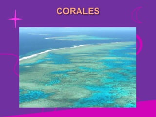 CORALES