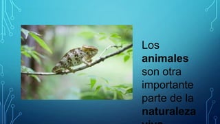 Los
animales
son otra
importante
parte de la
naturaleza

 