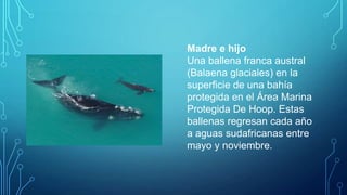 Madre e hijo
Una ballena franca austral
(Balaena glaciales) en la
superficie de una bahía
protegida en el Área Marina
Protegida De Hoop. Estas
ballenas regresan cada año
a aguas sudafricanas entre
mayo y noviembre.

 