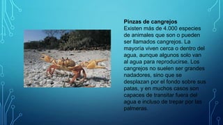 Pinzas de cangrejos
Existen más de 4.000 especies
de animales que son o pueden
ser llamados cangrejos. La
mayoría viven cerca o dentro del
agua, aunque algunos solo van
al agua para reproducirse. Los
cangrejos no suelen ser grandes
nadadores, sino que se
desplazan por el fondo sobre sus
patas, y en muchos casos son
capaces de transitar fuera del
agua e incluso de trepar por las
palmeras.

 