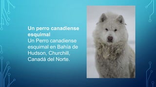 Un perro canadiense
esquimal
Un Perro canadiense
esquimal en Bahía de
Hudson, Churchill,
Canadá del Norte.

 
