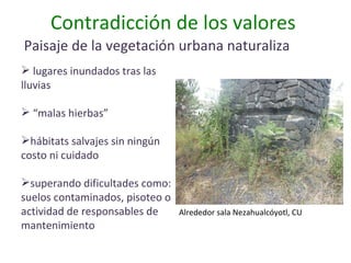 Contradicción de los valores  Paisaje de la vegetación urbana naturaliza lugares inundados tras las lluvias “ malas hierbas” hábitats salvajes sin ningún costo ni cuidado superando dificultades como: suelos contaminados, pisoteo o actividad de responsables de mantenimiento  Alrededor sala Nezahualcóyotl, CU 