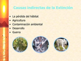 Causas indirectas de la Extinción La pérdida del hábitat Agricultura Contaminación ambiental Desarrollo Guerra 