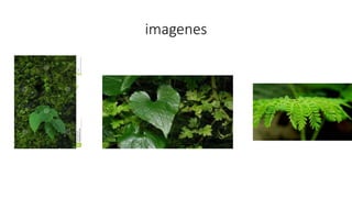 imagenes
 