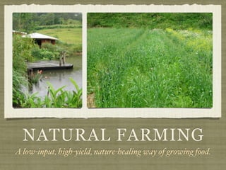 NATURAL FARMING
A low-input, high-yield, nature-healing way of growing food.
 