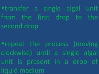 •transfer a single algal unit
from the first drop to the
second drop
•repeat the process (moving
clockwise) until a single algal
unit is present in a drop of
liquid medium
 