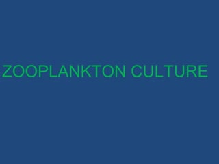 ZOOPLANKTON CULTURE
 