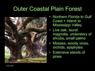 Outer Coastal Plain Forest Northern Florida to Gulf Coast + inland to Mississippi Valley Live oak, laurel, magnolia, understory of shrubs, small palms Mosses, woody vines, orchids, epiphytes Extensive stands of pines  Live oak 