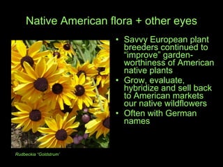 Native American flora + other eyes Savvy European plant breeders continued to “improve” garden-worthiness of American native plants Grow, evaluate, hybridize and sell back to American markets our native wildflowers Often with German names Rudbeckia “Goldstrum’  