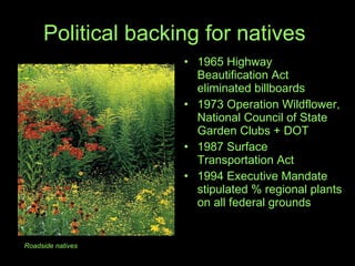 Political backing for natives  1965 Highway Beautification Act eliminated billboards 1973 Operation Wildflower, National Council of State Garden Clubs + DOT 1987 Surface Transportation Act 1994 Executive Mandate  stipulated % regional plants on all federal grounds  Roadside natives 