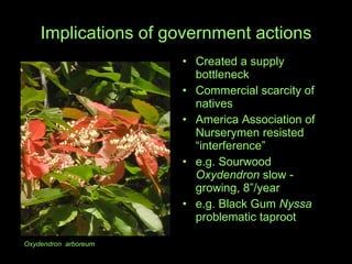 Implications of government actions Created a supply bottleneck  Commercial scarcity of natives  America Association of Nurserymen resisted “interference” e.g. Sourwood  Oxydendron  slow - growing, 8”/year  e.g. Black Gum  Nyssa  problematic taproot Oxydendron  arboreum 