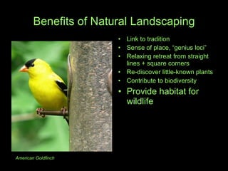 Benefits of Natural Landscaping Link to tradition Sense of place, “genius loci” Relaxing retreat from straight lines + square corners Re-discover little-known plants  Contribute to biodiversity Provide habitat for wildlife American Goldfinch 