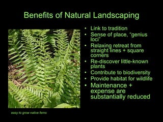 Benefits of Natural Landscaping Link to tradition Sense of place, “genius loci” Relaxing retreat from straight lines + square corners Re-discover little-known plants  Contribute to biodiversity Provide habitat for wildlife Maintenance + expense are substantially reduced easy to grow native ferns 