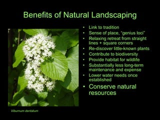 Benefits of Natural Landscaping Link to tradition Sense of place, “genius loci” Relaxing retreat from straight lines + square corners Re-discover little-known plants  Contribute to biodiversity Provide habitat for wildlife Substantially less long-term maintenance and expense Lower water needs once established Conserve natural resources Viburnum dentatum 
