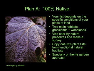 Plan A:  100% Native Your list depends on the specific conditions of your piece of land Two main habitats: grasslands + woodlands Visit near-by nature preserves and make a survey Copy nature’s plant lists from functional natural habitats Specialty or theme garden approach Hydrangea quercifolia   