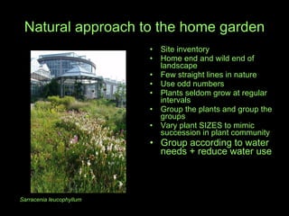 Natural approach to the home garden Site inventory Home end and wild end of landscape Few straight lines in nature Use odd numbers Plants seldom grow at regular intervals Group the plants and group the groups Vary plant SIZES to mimic  succession in plant community Group according to water needs + reduce water use Sarracenia leucophyllum 