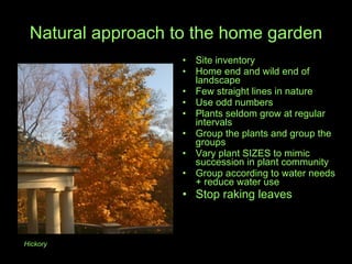 Natural approach to the home garden Site inventory Home end and wild end of landscape Few straight lines in nature Use odd numbers Plants seldom grow at regular intervals Group the plants and group the groups Vary plant SIZES to mimic  succession in plant community Group according to water needs + reduce water use Stop raking leaves Hickory  
