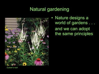 Natural gardening Nature designs a world of gardens . . .  and we can adopt  the same principles Culver’s root 