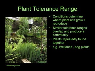 Plant Tolerance Range Conditions determine where plant can grow + reproduce Similar tolerance ranges overlap and produce a community Plants repeatedly found together  e.g. Wetlands –bog plants;  wetlands garden  