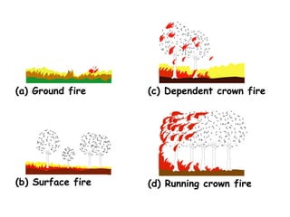 (a) Ground fire (c) Dependent crown fire
(d) Running crown fire(b) Surface fire
 