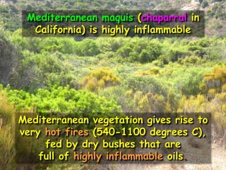 Mediterranean maquis (chaparral in
California) is highly inflammable
Mediterranean vegetation gives rise to
very hot fires (540-1100 degrees C),
fed by dry bushes that are
full of highly inflammable oils.
 