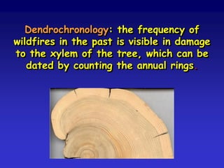 Dendrochronology: the frequency of
wildfires in the past is visible in damage
to the xylem of the tree, which can be
dated by counting the annual rings.
 