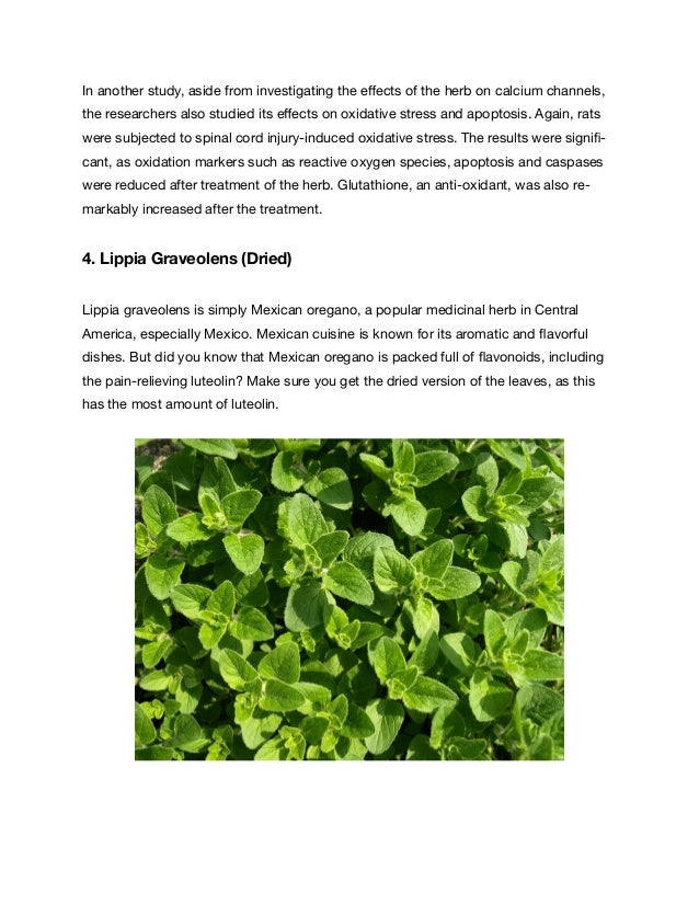 Natural Herbs For Nerve Pain