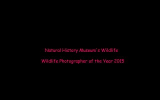 Natural History Museum's Wildlife
Wildlife Photographer of the Year 2015
 