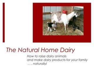 The Natural Home Dairy
      How to raise dairy animals
      and make dairy products for your family
      . . . naturally!
 