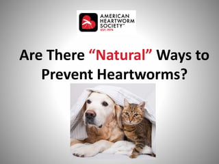 Are There “Natural” Ways to
Prevent Heartworms?
photo
 