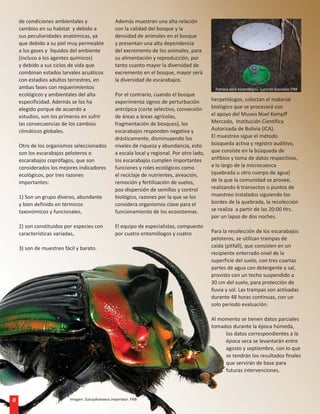 de condiciones ambientales y                  Además muestran una alta relación
    cambios en su habitat y debido a              con la calidad del bosque y la
    sus peculiaridades anatómicas, ya             densidad de animales en el bosque
    que debido a su piel muy permeable            y presentan una alta dependencia
    a los gases y líquidos del ambiente           del excremento de los animales, para
    (incluso a los agentes químicos)              su alimentación y reproducción, por
    y debido a sus ciclos de vida que             tanto cuanto mayor la diversidad de
    combinan estados larvales acuáticos           excremento en el bosque, mayor será
    con estadios adultos terrestres, en           la diversidad de escarabajos.
    ambas fases con requerimientos                                                             Trampa para escarabajos. Lucindo Gonzales FNB
    ecológicos y ambientales del alta             Por el contrario, cuando el bosque
    especificidad. Además se los ha               experimenta signos de perturbación          herpetólogos, colectan el material
    elegido porque de acuerdo a                   antrópica (corte selectivo, conversión      biológico que se procesará con
    estudios, son los primeros en sufrir          de áreas a áreas agrícolas,                 el apoyo del Museo Noel Kempff
    las consecuencias de los cambios              fragmentación de bosques), los              Mercado, Institución Científica
    climáticos globales.                          escarabajos responden negativa y            Autorizada de Bolivia (ICA).
                                                  drásticamente, disminuyendo los             El muestreo sigue el método
    Otro de los organismos seleccionados          niveles de riqueza y abundancia, esto       búsqueda activa y registro auditivo,
    son los escarabajos peloteros o               a escala local y regional. Por otro lado,   que consiste en la búsqueda de
    escarabajos coprófagos, que son               los escarabajos cumplen importantes         anfibios y toma de datos respectivos,
    considerados los mejores indicadores          funciones y roles ecológicos como           a lo largo de la microcuenca
    ecológicos, por tres razones                  el reciclaje de nutrientes, aireación,      (quebrada u otro cuerpo de agua)
    importantes:                                  remoción y fertilización de suelos,         de la que la comunidad se provee,
                                                  pos-dispersión de semillas y control        realizando 6 transectos o puntos de
    1) Son un grupo diverso, abundante            biológico, razones por la que se los        muestreo instalados siguiendo los
    y bien definido en términos                   considera organismos clave para el          bordes de la quebrada, la recolección
    taxonómicos y funcionales,                    funcionamiento de los ecosistemas.          se realiza a partir de las 20:00 Hrs.
                                                                                              por un lapso de dos noches.
    2) son constituidos por especies con          El equipo de especialistas, compuesto
    características variadas,                     por cuatro entomólogos y cuatro             Para la recolección de los escarabajos
                                                                                              peloteros, se utilizan trampas de
    3) son de muestreo fácil y barato.                                                        caída (pitfall), que consisten en un
                                                                                              recipiente enterrado nivel de la
                                                                                              superficie del suelo, con tres cuartas
                                                                                              partes de agua con detergente y sal,
                                                                                              provisto con un techo suspendido a
                                                                                              30 cm del suelo, para protección de
                                                                                              lluvia y sol. Las trampas son activadas
                                                                                              durante 48 horas continuas, con un
                                                                                              solo periodo evaluación.

                                                                                              Al momento se tienen datos parciales
                                                                                              tomados durante la época húmeda,
                                                                                                   los datos correspondientes a la
                                                                                                   época seca se levantarán entre
                                                                                                   agosto y septiembre, con lo que
                                                                                                   se tendrán los resultados finales
                                                                                                   que servirán de base para
                                                                                                   futuras intervenciones.




8                         Imagen: Sulcophanaeus imperator. FNB
 