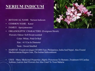 NERIUM INDICUM
• BOTANICAL NAME: Nerium Indicum
• COMMON NAME: Kaner
• FAMILY: Apocyanaceace
• ORGANOLEPTIC CHARACTERS (Evergreen Shrub)
Flowers: Odour: Soft Sweet-scented
. Color :White, Pink Or Red
Size : 4-5 Cm In Diameter
Taste : Sweet Smelled
• HABITAT: Found on ranges Of 6400 Feet. Philippines, IndiaAnd Nepal. Also Found
Mediterranean Region Iran, The Indian Subcontinent
• USES : Many Medicinal Properties ,Highly Poisonous To Humans ,Treatment Of Cardiac
Asthma ,Leaves And FlowersAre Also Used To Treat Malaria
 
