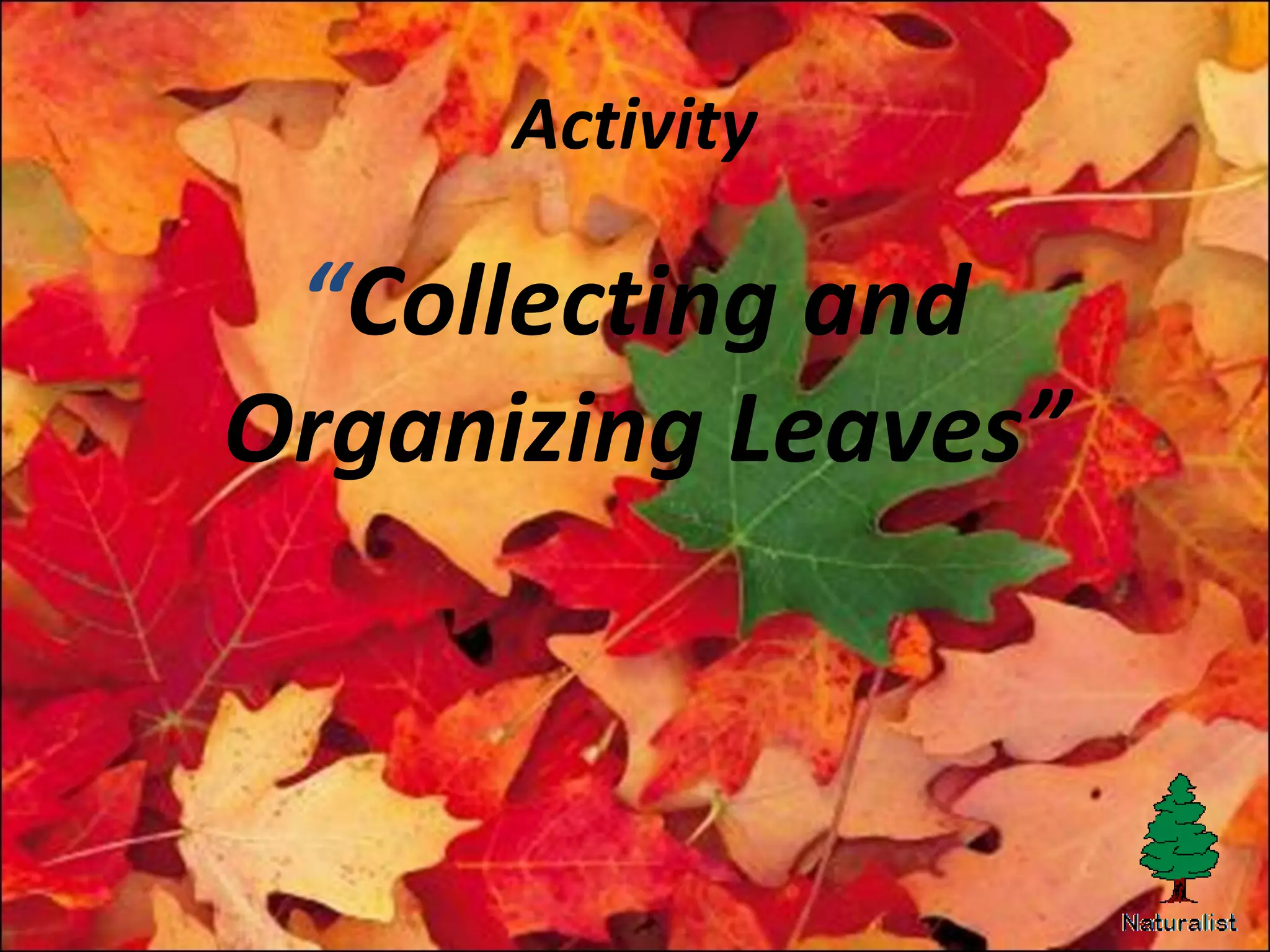 Activity
“Collecting and
Organizing Leaves”
