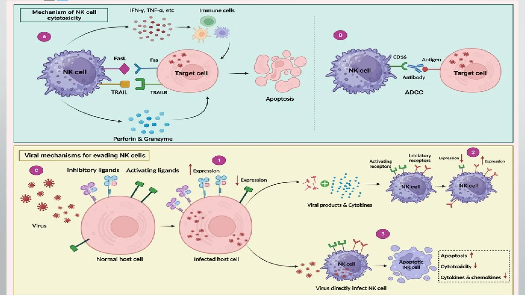 Natural Killer Cells Nk Cell Pptx Immunology Pptx